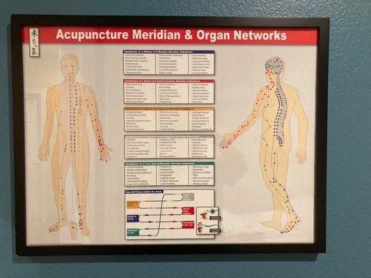 Meeidians and organs chart