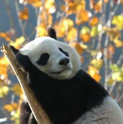 Panda.