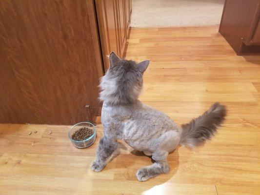 Kitty with his new cut