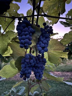 We offer Norton grapes which can be purchased by the pound as U-Pick or we pick. Grapes are typically ready for harvest in September.