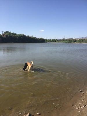 Not terribly deep at the moment, but the further out you go it does get deep enough that these dogs have to swim.