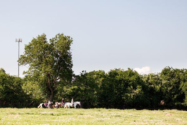 Horseback ride in fields of flowers!