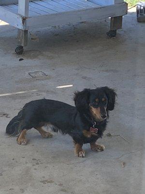 My dog while he was playing in my grandparents back yard