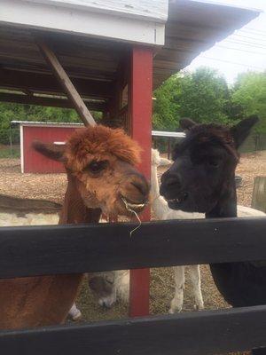 Alpacas , very cute and friendly