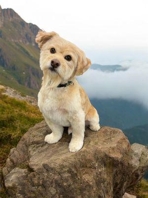 Furologist Dog Spa