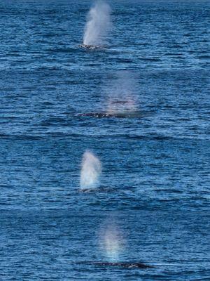 Grey Whale blowing water