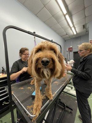 Grooming time