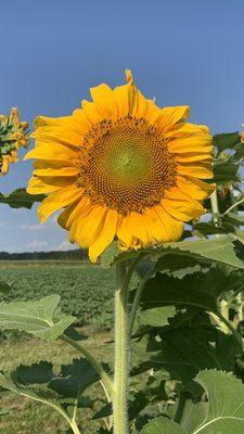 Beautiful farm with sunflower fields