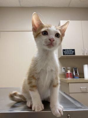 Kitty's first vet visit!