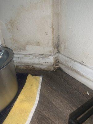 Mold and debris from water damage