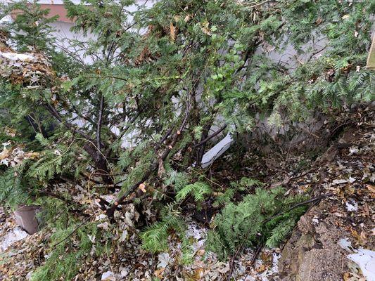 Bush that was trimmed lightly to fit ladders in there to SAFELY perform the replacement of TWO pieces of soffit.