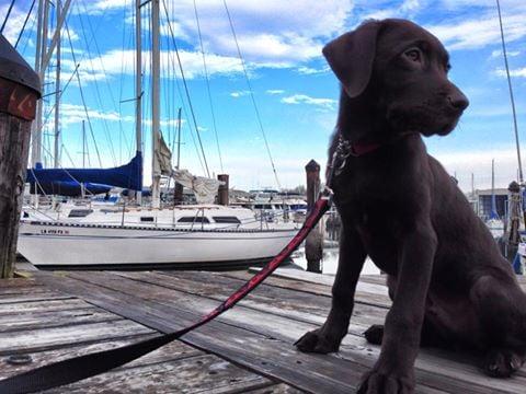 Happy pooch at the Sailboat Bay!