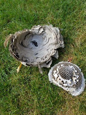 Inside of a hornet's nest