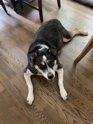 Bath and trimmed nails for my older rescue dog.