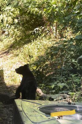 Baby bear visitor looking for leftover snacks