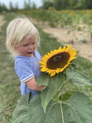 Sunflower for size reference!