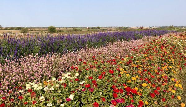 Beautiful flowers