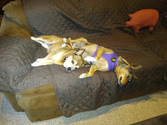 Randy and Dixie ( my 15 y.o. female doggie) snuggling on the couch.