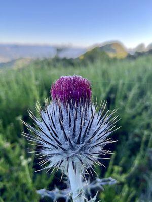 Thistle