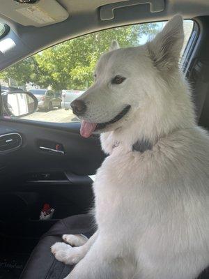 Luna my Samoyed