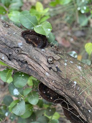 Mushroom - some of the cool nature stuff we observed.