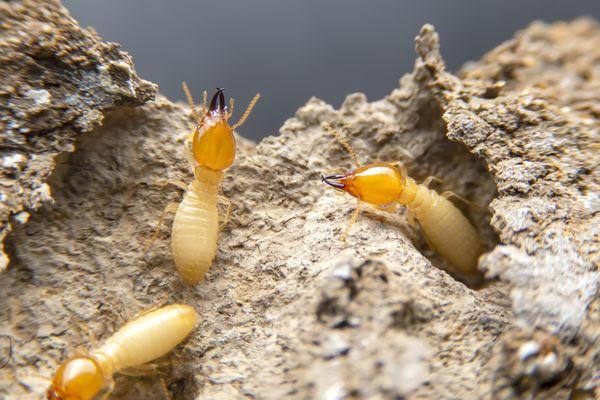 Termites can infest your home and weaken the structure.  Most times you don't know you have them until you begin seeing evidence.