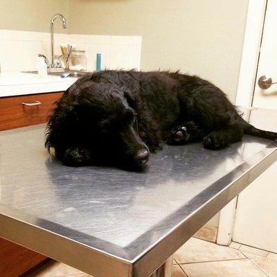 Boomer is so comfortable at Bench Animal Hospital...he falls asleep on the table!