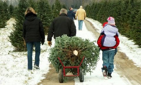 Come down and check out our Cut your own trees as well as our great selection of the Freshest Pre-cut trees around.  We have a w