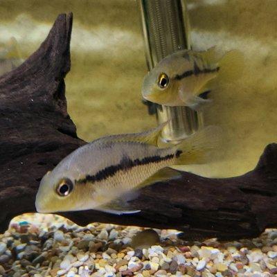 Macaw cichlids