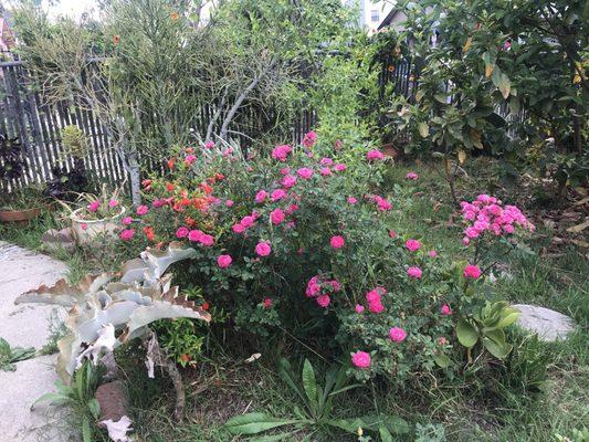 Front yard , Montecito Heights