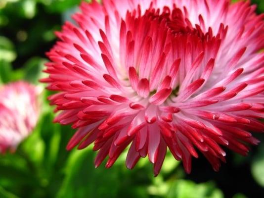 Ashland Greenhouses