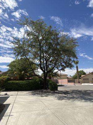 Oak tree all trimmed up