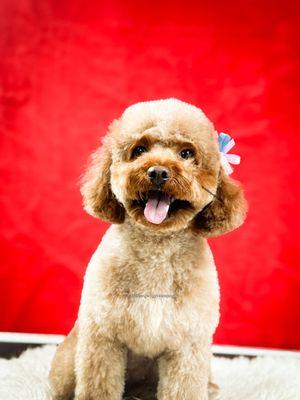 DOG GROOMING IN FOREST HILLS BY ADONIS PET GROOMING