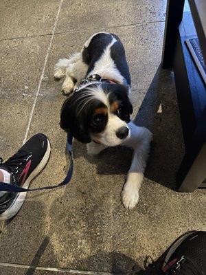 My puppy waiting in the lobby for his turn