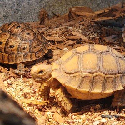 Turtles and tortoises for sale