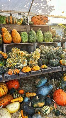 Perfectly placed squash