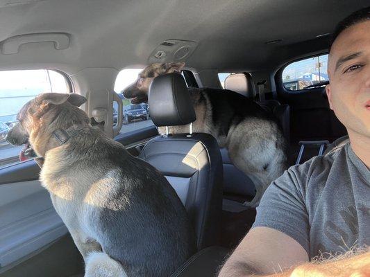 My boys , Max & Tyson in the parking  of Panorama Pet Hospital