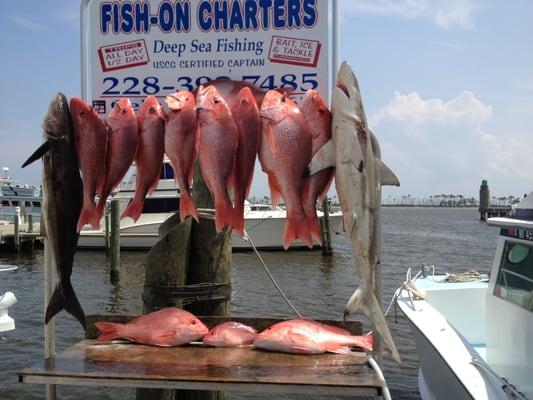 Red Snapper, Cobia, and Shark