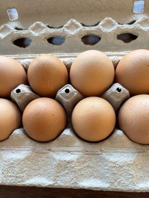 Fresh Eggs