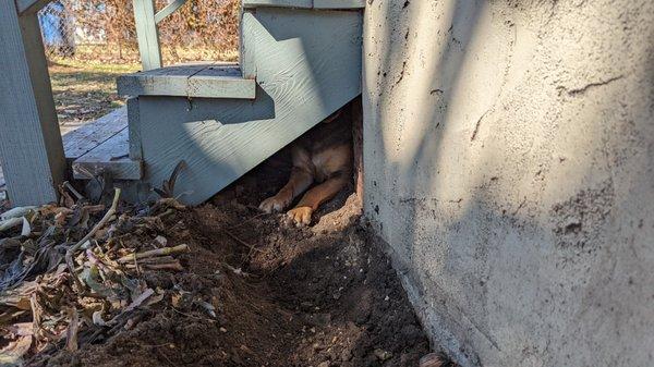 My dog stuck under the house. I almost have enough dug away for him to get out.