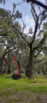 cleaning out broken branches at city park New Orleans