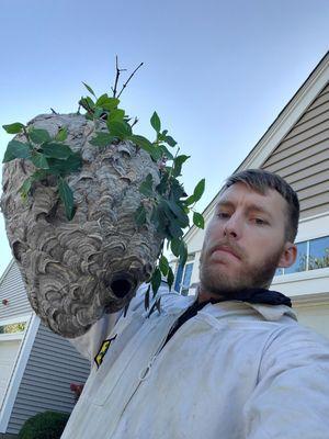 Bald face hornet nest removal