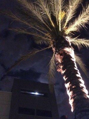 Moonlight peaks through opening in building's edifice, above date palm bathed in flood lights.