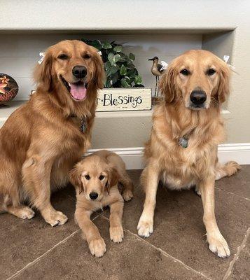 VIP clients who have purchased three goldens from us over the last few years. This little girl in the middle went home after Christmas