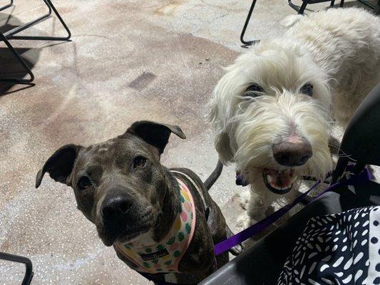 Daisy taking a friend out for Taco Tuesday.