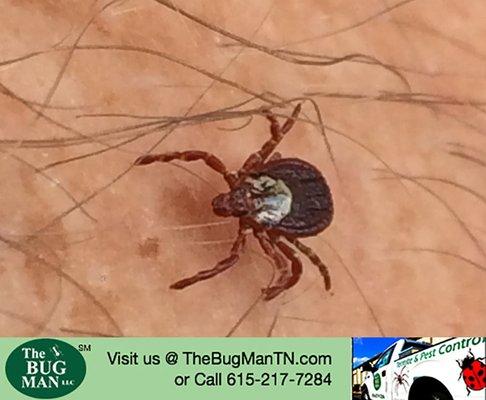 Ticks in Murfreesboro