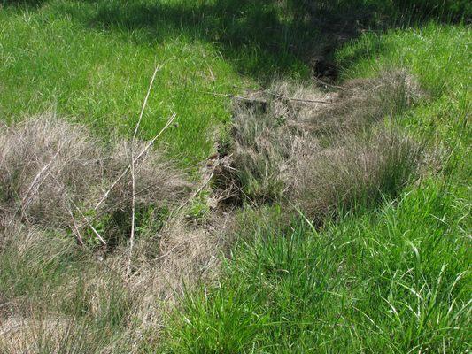 Wetland Delineation