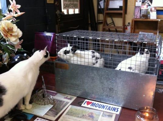 Office cat Cutie checks out the new adoptable bunnies!