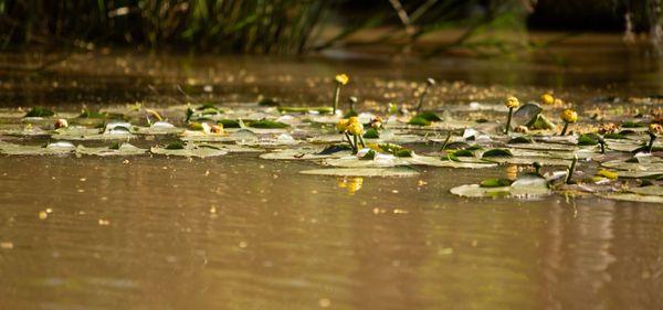 Lily pads