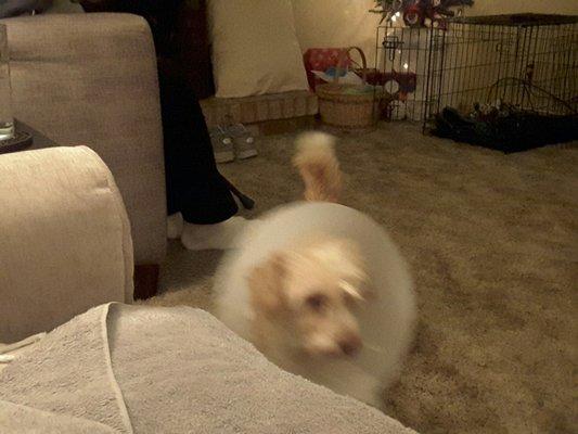 Cone of shame